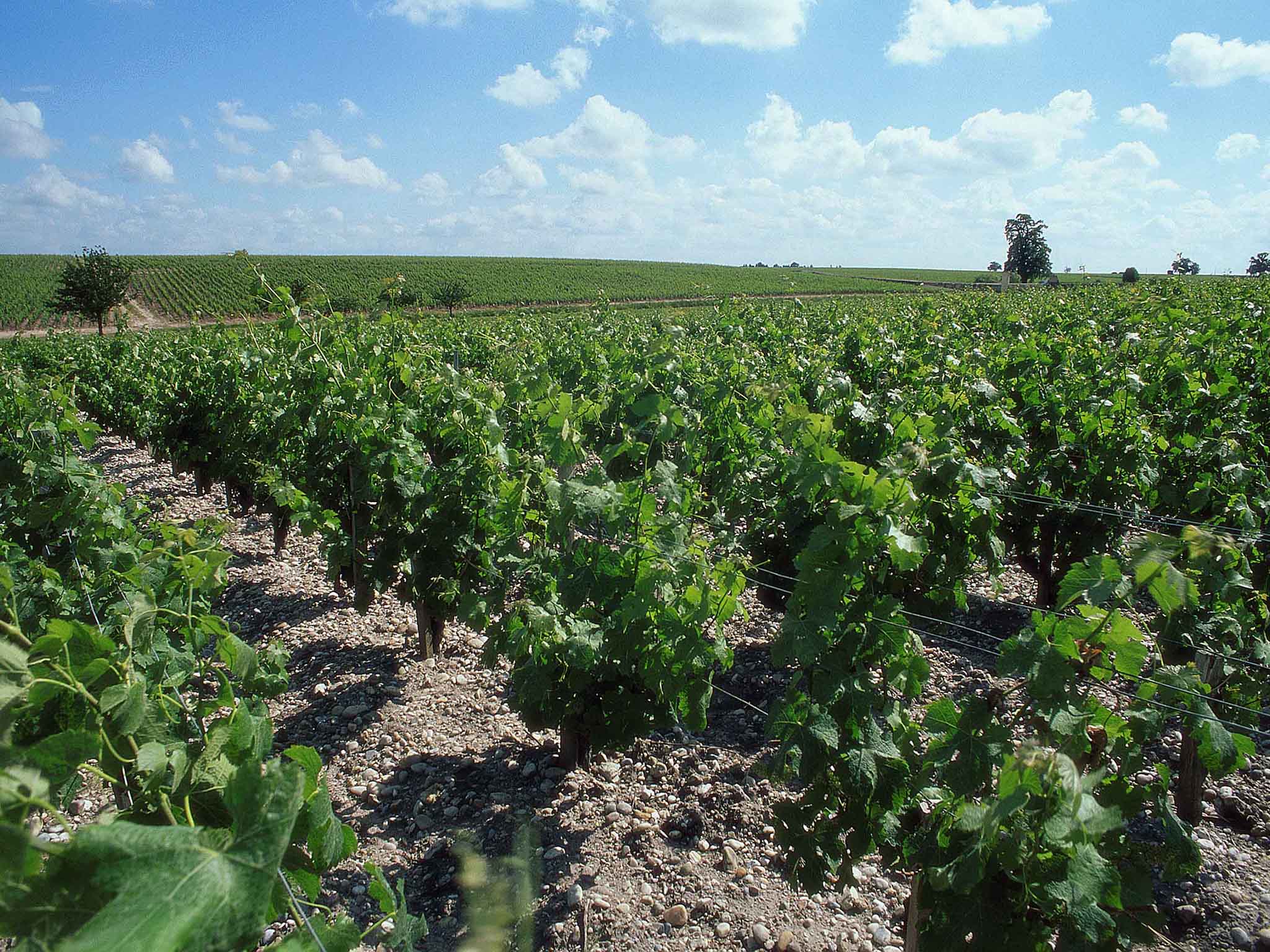 Photo - ibis Bordeaux Pessac Route des Vins