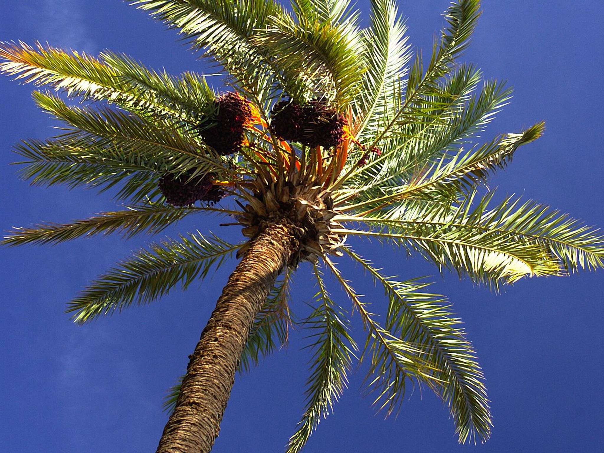 Photo - Sofitel Marrakech Palais Impérial & Spa