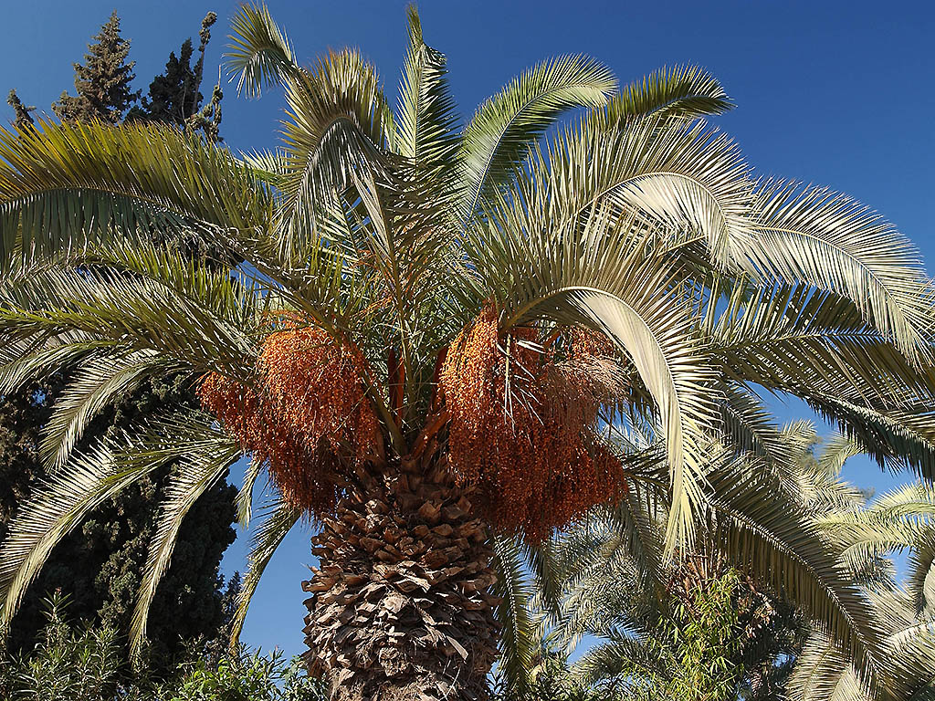 Foto - Ibis Marrakech Palmeraie