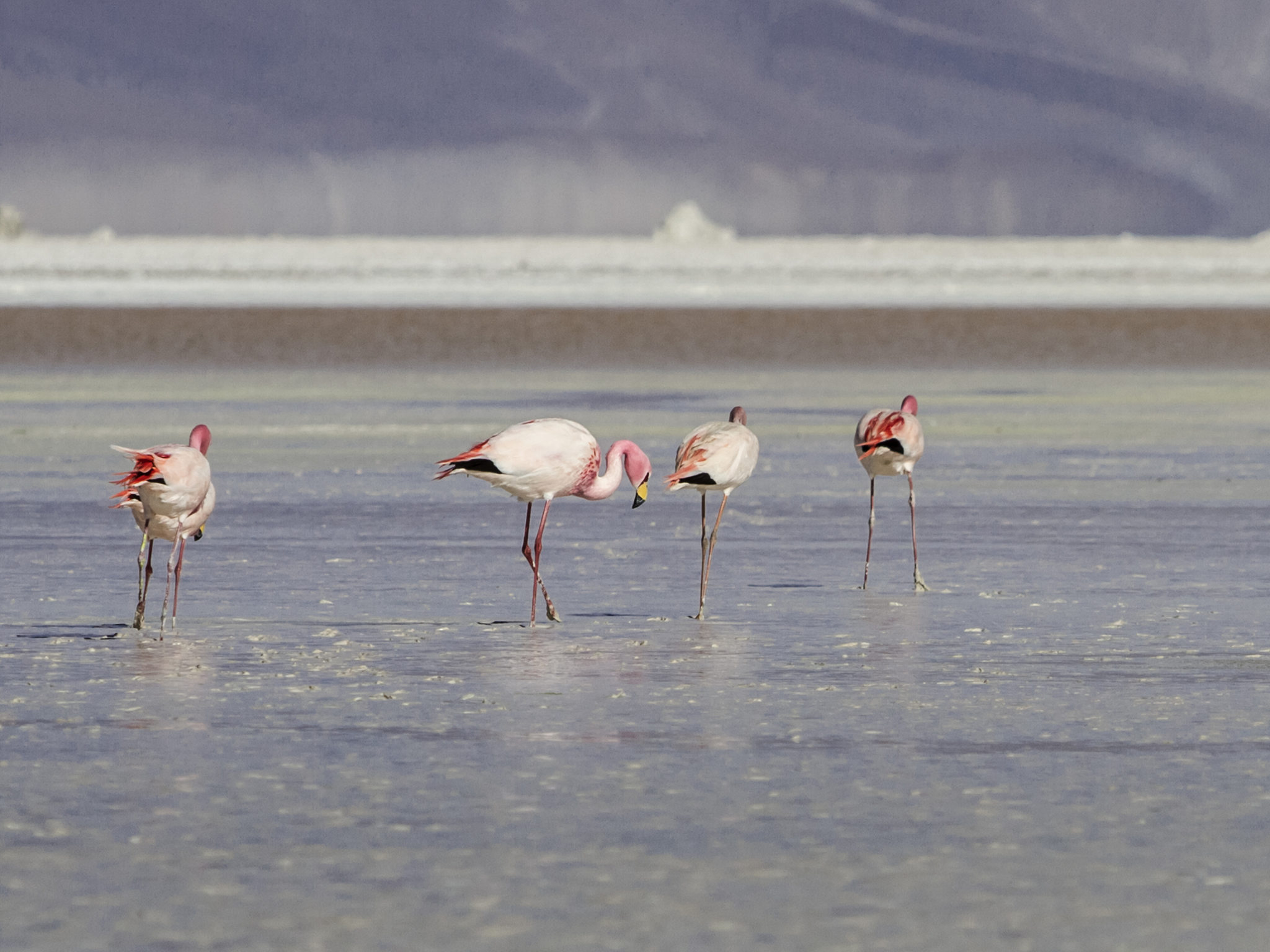 Foto - ibis Calama